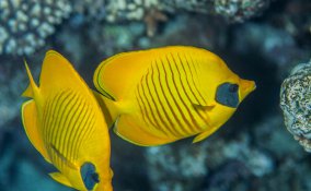 sognare pesci significato