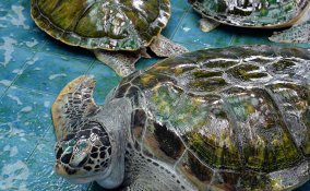 sognare tartarughe significato