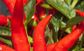 come coltivare il peperoncino in casa