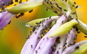 sognare i pidocchi significato