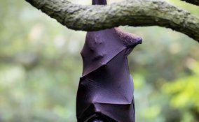 sognare pipistrelli significato