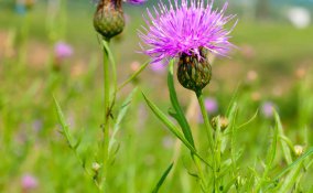cardo mariano proprietà e controindicazioni