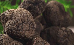 come coltivare il tartufo a casa