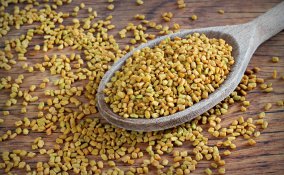 fieno greco proprietà e controindicazioni