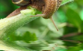 sognare lumache significato