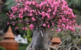 come coltivare i bonsai