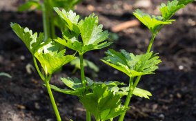 Come coltivare il sedano