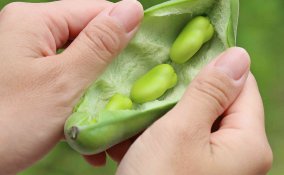 Come coltivare le fave