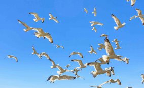 sognare uccelli significato