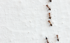 Arriva il caldo, arrivano le formiche