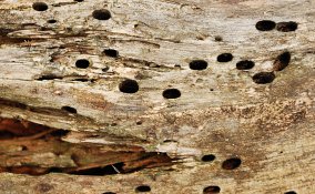 come eliminare i tarli