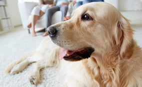 insegnare al cane a fare i bisogni 