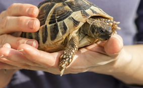 cosa-mangiano-le-tartarughe