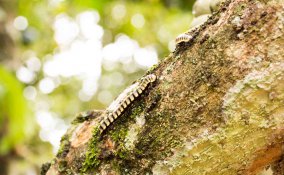 come eliminare i millepiedi