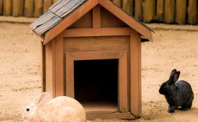 casa per i conigli