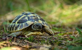 tartaruga in casa