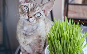 erba gatta a cosa serve ed effetti sugli animali