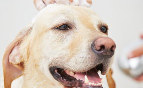 Ogni quanto bisognerebbe fare il bagno al proprio cane