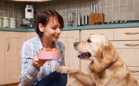 Alimentazione del cane