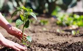 come proteggere l'orto