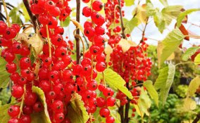 coltivazione ribes rosso e nero guida