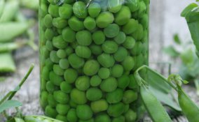 Conserva di piselli al naturale