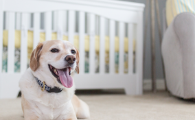 Come tenere pulita la propria casa con animali e neonati in casa