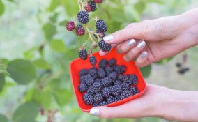 come coltivare le more in casa