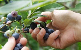 mirtillo coltivazione cura e potatura