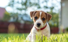sterilizzazione cane costi convalescenza