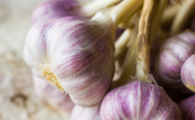 Aglio, pianta terapeutica