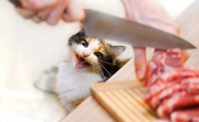 menu di pesce giornata del gatto 17 febbraio