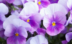 coltivare violette, coltivare viola del pensiero, coltivare viola cornuta