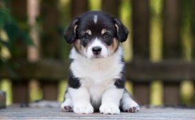 educazione canina, cucciolo, stare seduto