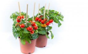 coltivare pomodori ciliegini in vaso, orto balcone, pomodori ciliegini coltivazione