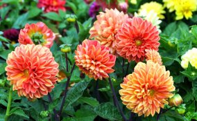 coltivare dalie vaso