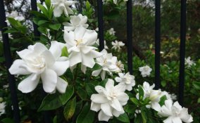 coltivare gardenia, gardenia foglie gialle