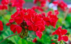fiori estivi balcone, quali fiori piantare per l'estate