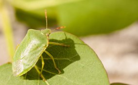 cimici verdi, rimedi naturali, piante