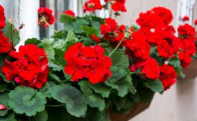 coltivare gerani, coltivare gerani balcone