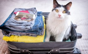 vacanza, gatto, stress