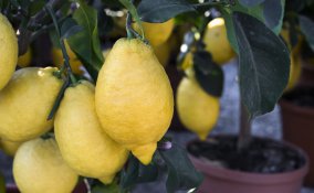 coltivare limoni balcone, coltivare limoni vaso