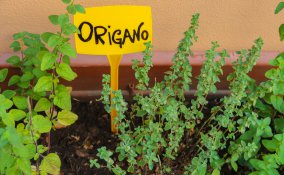 coltivare origano