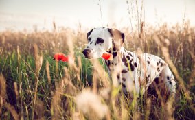 animali domestici, cane, allarme forasacchi