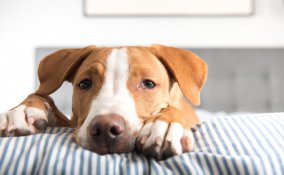 parassiti, cane, sintomi