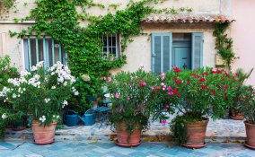 coltivare oleandro vaso