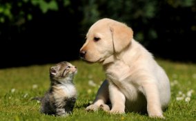 adottare un cucciolo