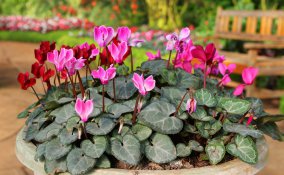 come coltivare ciclamini vaso, coltivare ciclamini