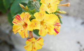 coltivare belle di notte