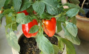 coltivare peperoni vaso